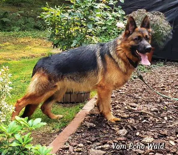 Phantom vom Grunwald Haus