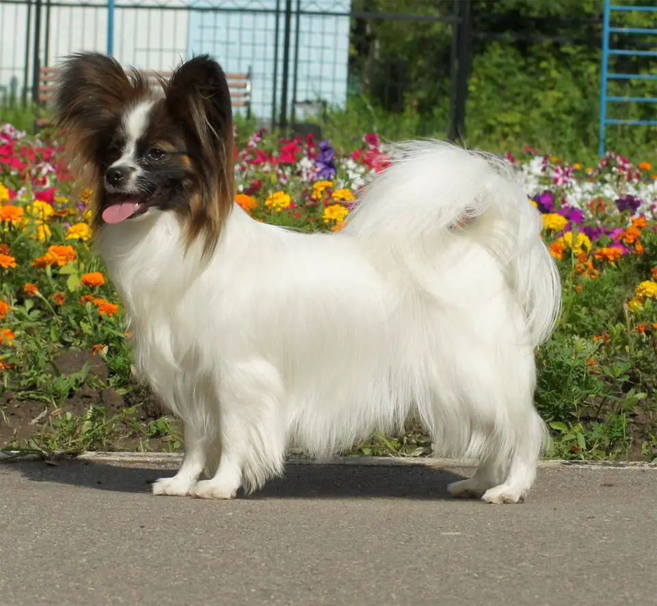 Jn Ch Rus, Ch Rus, Ch RKF Aller Best Ivolga