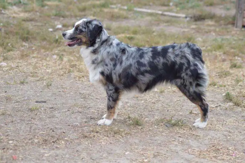 Nat'l & Int'l CH Waymire's Flash of Fancy Feet At RWA