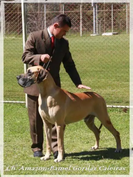 Int. Gr. Br. Pan. Ch. AMAZON-BAMEL GORILAZ CAIEIRAS