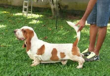 BRAVE BASSET HE´LL BE PROUD OF US