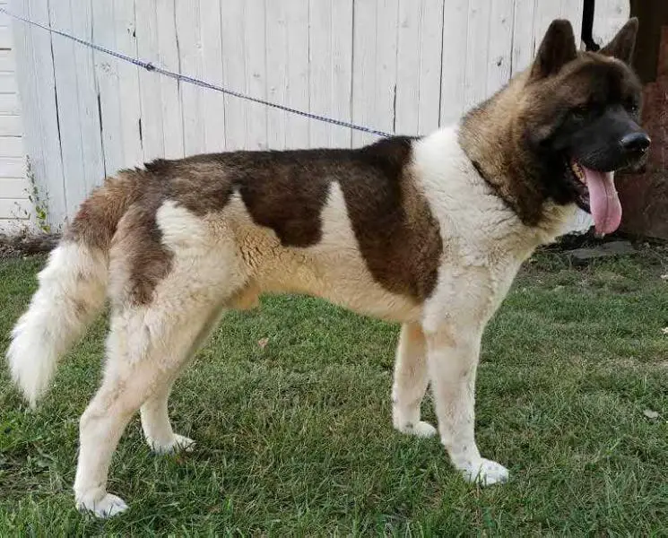 Scooter Caught By Day Dreams