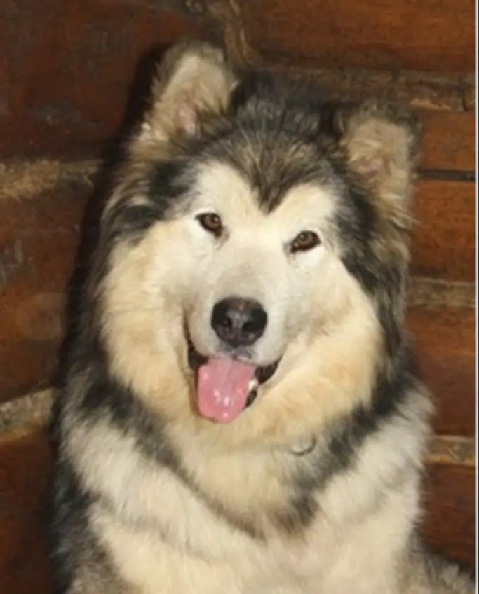 NOT PI FELS AMARENA ALBA