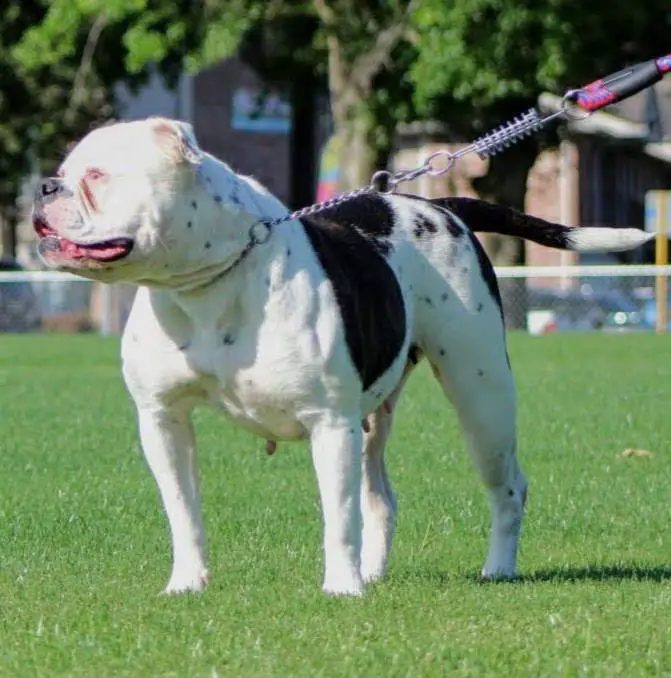 Beauty of Copeland's