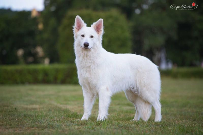 GCH PL, CH PL, CH SK, PL JW '17, EST JCH, LT JCH, PL JCH INSOMNIA Domi Pearl