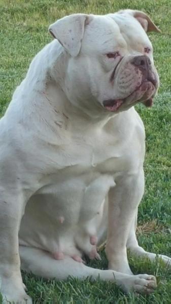 World ReNowned American Bulldog's Lily Bear