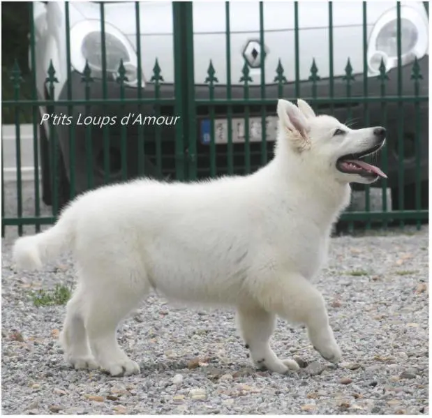 Quashmeere P'tits Loups d'Amour "Zeton"