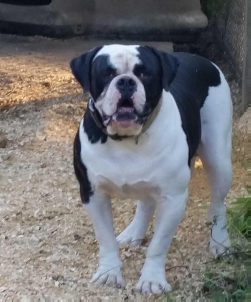 Red Oaks Kane of TnT