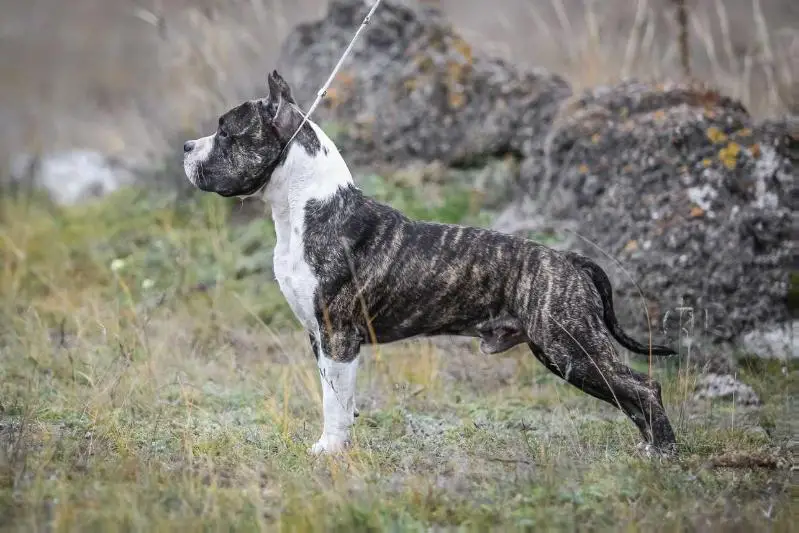 Victory Way Rollercoaster Cuba Boy