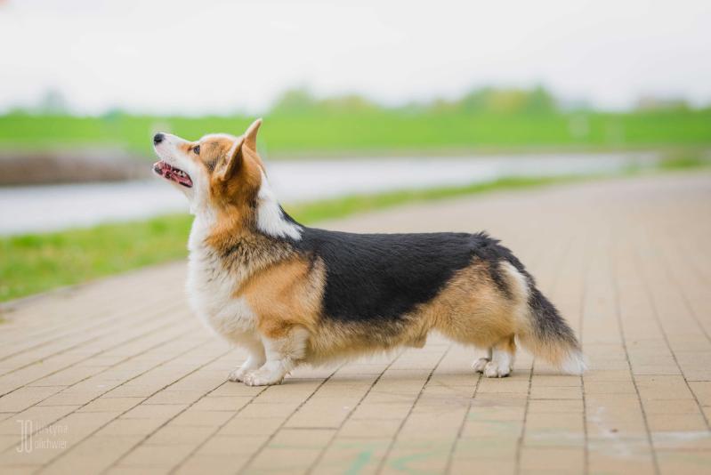 CHPL, JCHPL LIVING IN PLYMOUTH Pemwood