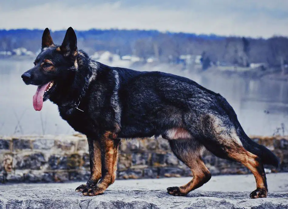 SG Fetto z Lomeckeho polesi