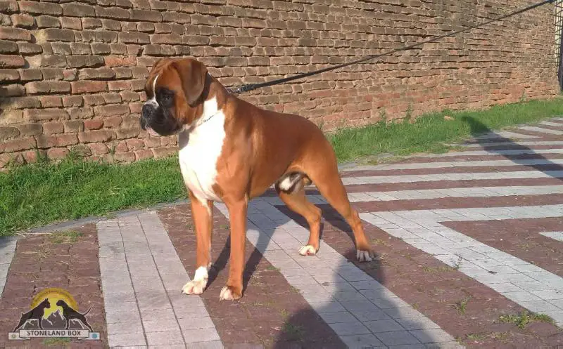 Ro JCh Ade-Box Galahad