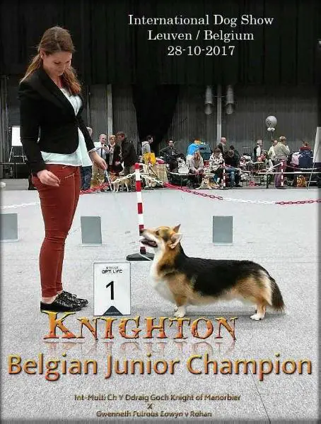 Belgian Junior Champion '17 Knighton