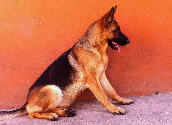 Brizza von Luz
