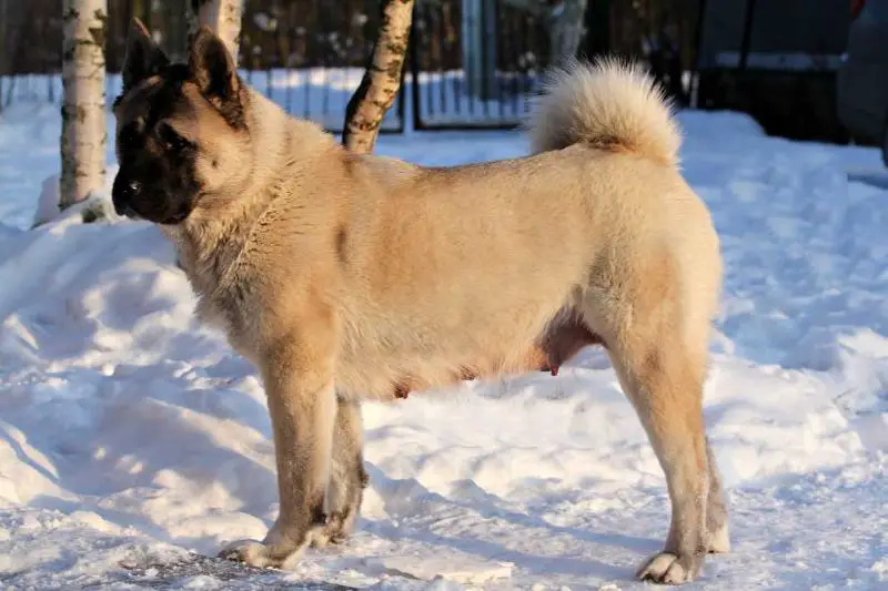 Heavenly Light Tactical Move