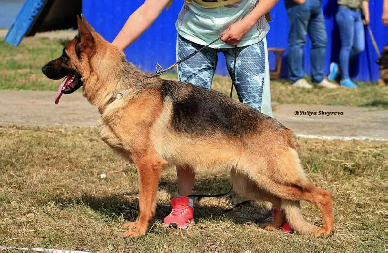 Fonte Fideliti Lagerta