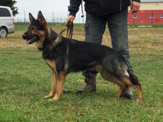 Maya Faustus Moravia