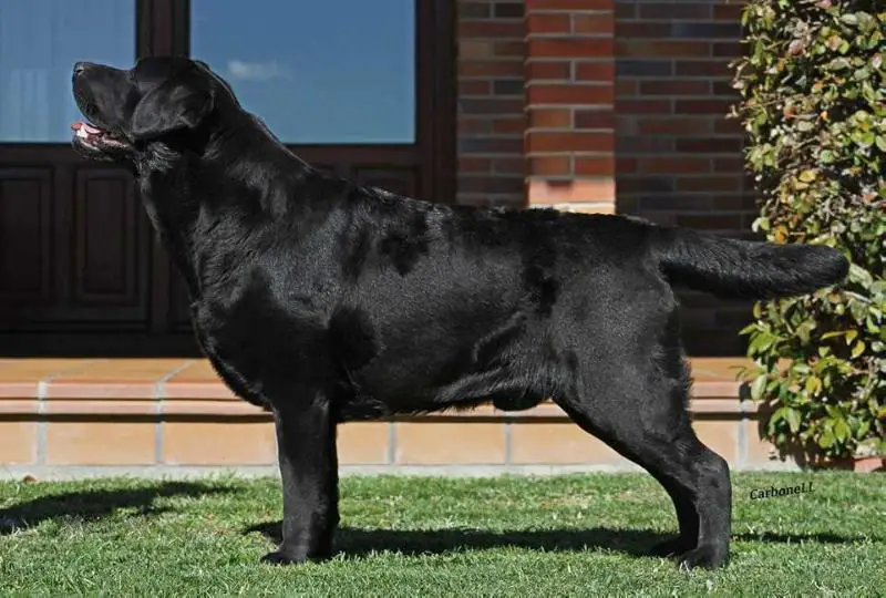 ES JCH. WESTERN DEL TRANGO HERBU ZADORA