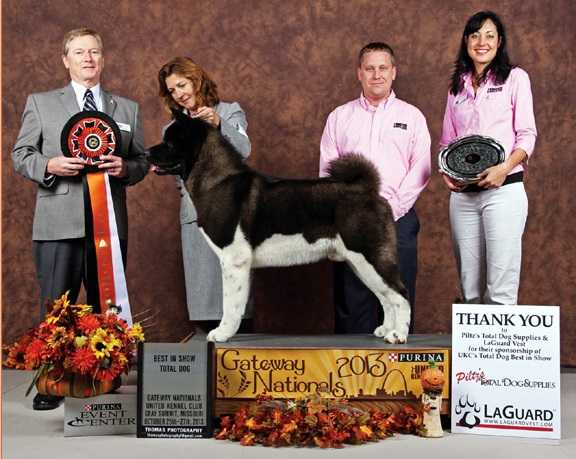 MBIS UKC GCH, AKC/CAN CH, ARCHX Okami's Chiseled In Stone