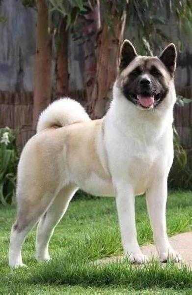 Regalia's Dressed To Kill