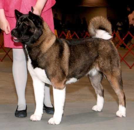 AKC GCH, INT-CH/NAT-CH/JHA-CH Countryside's Uptown Girl