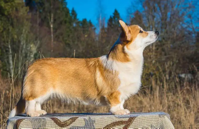 Mistycor Waiting Cherished Dream