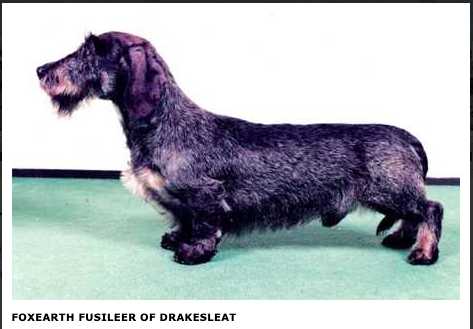 CH Foxearth Fusileer of Drakesleat