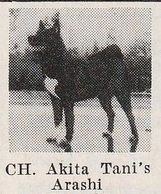 AKC CH Akita Tani's Arashi