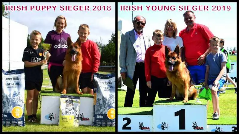 J.CH, IRISH PUPPY SIEGER  2018, IRISH YOUNG SIEGER 2019 Prusas is Sapiegines