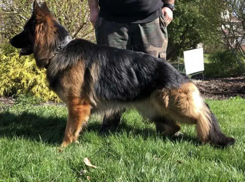 Ezra Vom Hause Solomon