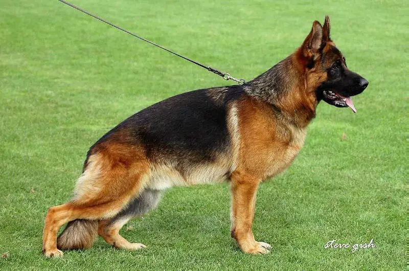 SG Nilo vom Team Hühnegrab