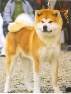 Yuzen Go Magnetsusow