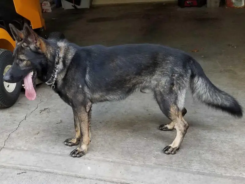 Shepherd Vom Lunon Haus