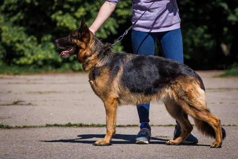 2 * CH (UA), 5*САС, 2*R.CAC Kkessi
