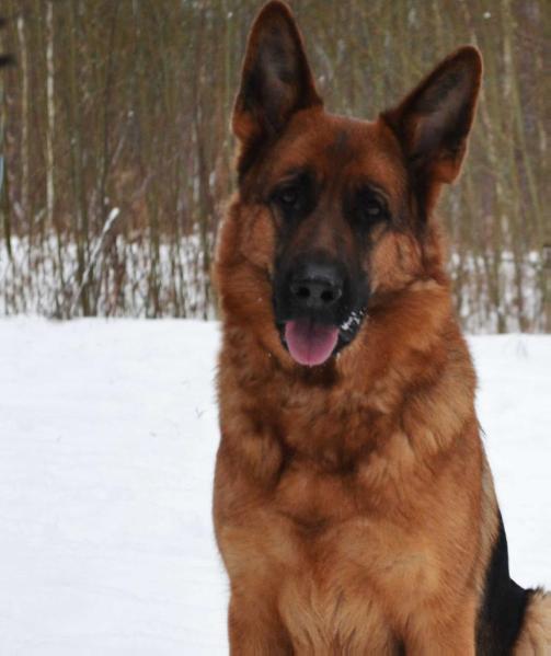 V Afina is Klana Samuraya