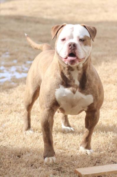 BullyBadass’s Eye Candy