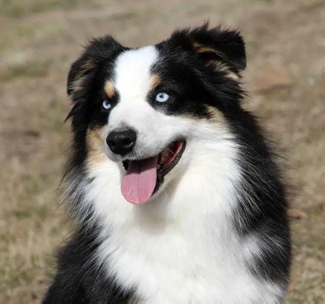 Timberline's In High Definition