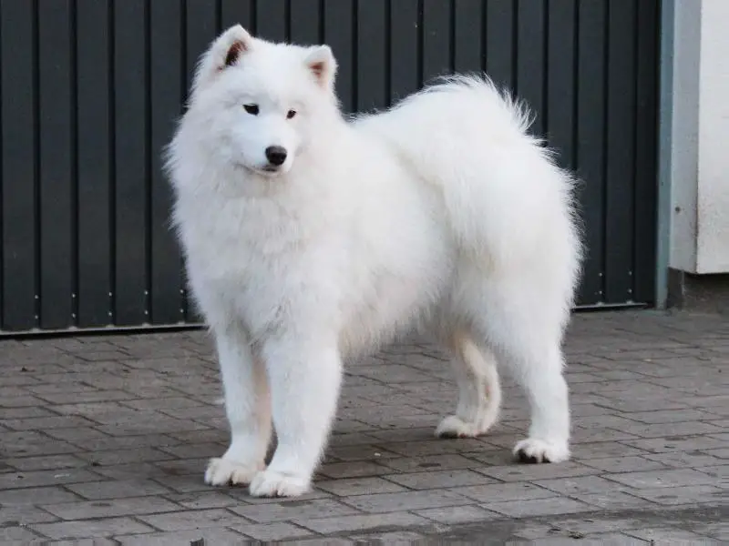 YUMI QUEEN OF THE NORTH Pagabo