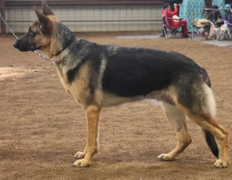 UCH, ICKC Jr-CH, URO1 Thunderpaws Miss Deja Vu