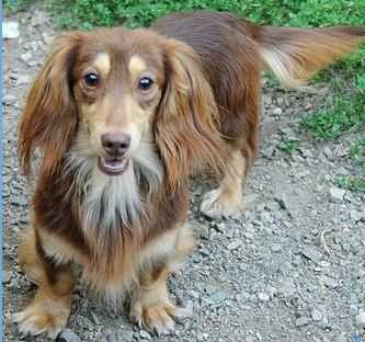 Longdox's Chocolate Buttercream Ml