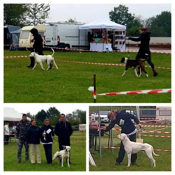 Dual Ch., European Working Ch Chestnut's Little Eagle of EWK