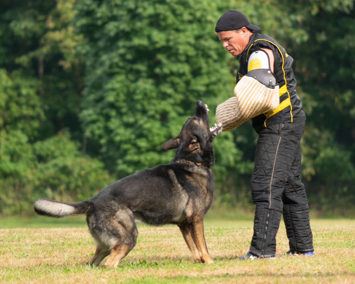 SG Boris vom Westendorf