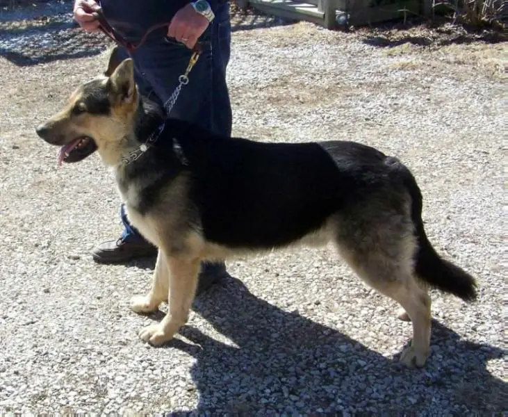 Baron Samson von Schmidt