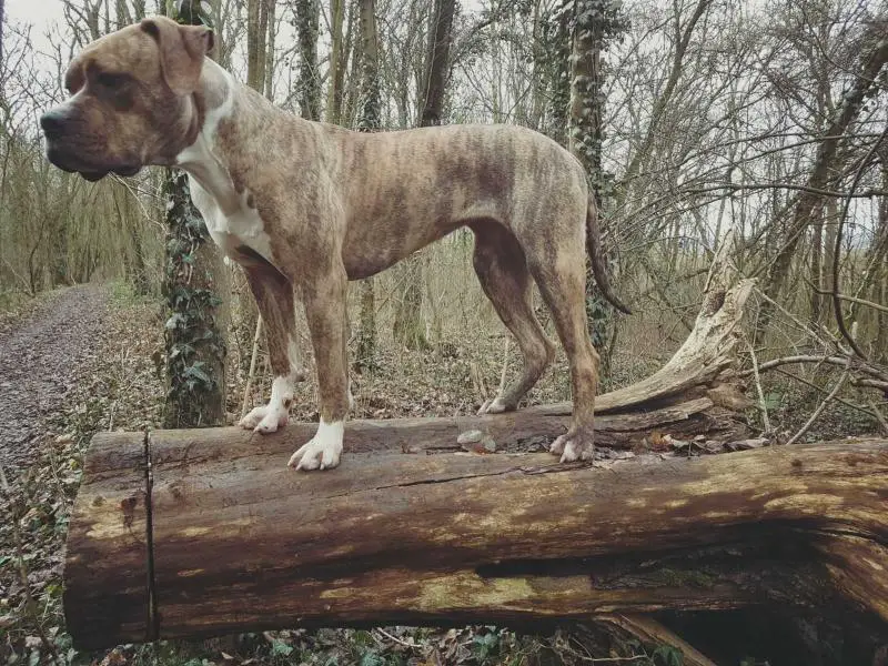 Bloodfullbulldog's Gee