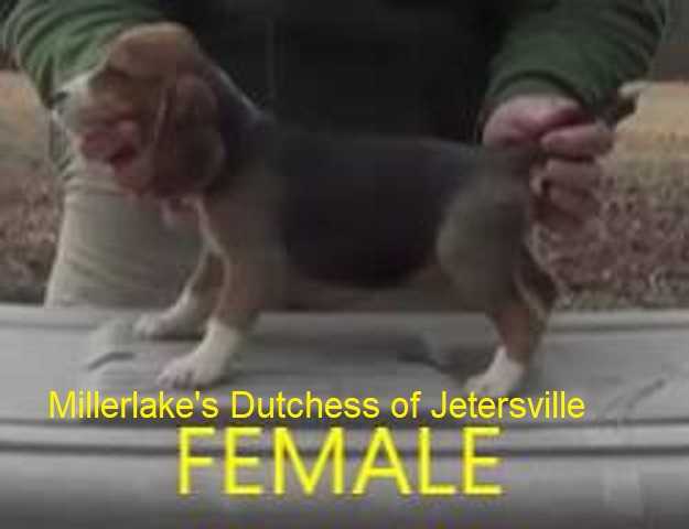 Millerlake's Dutchess of Jetersville