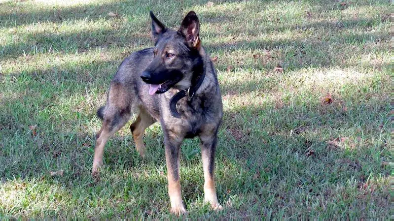 Instigator Vom Haus Horst