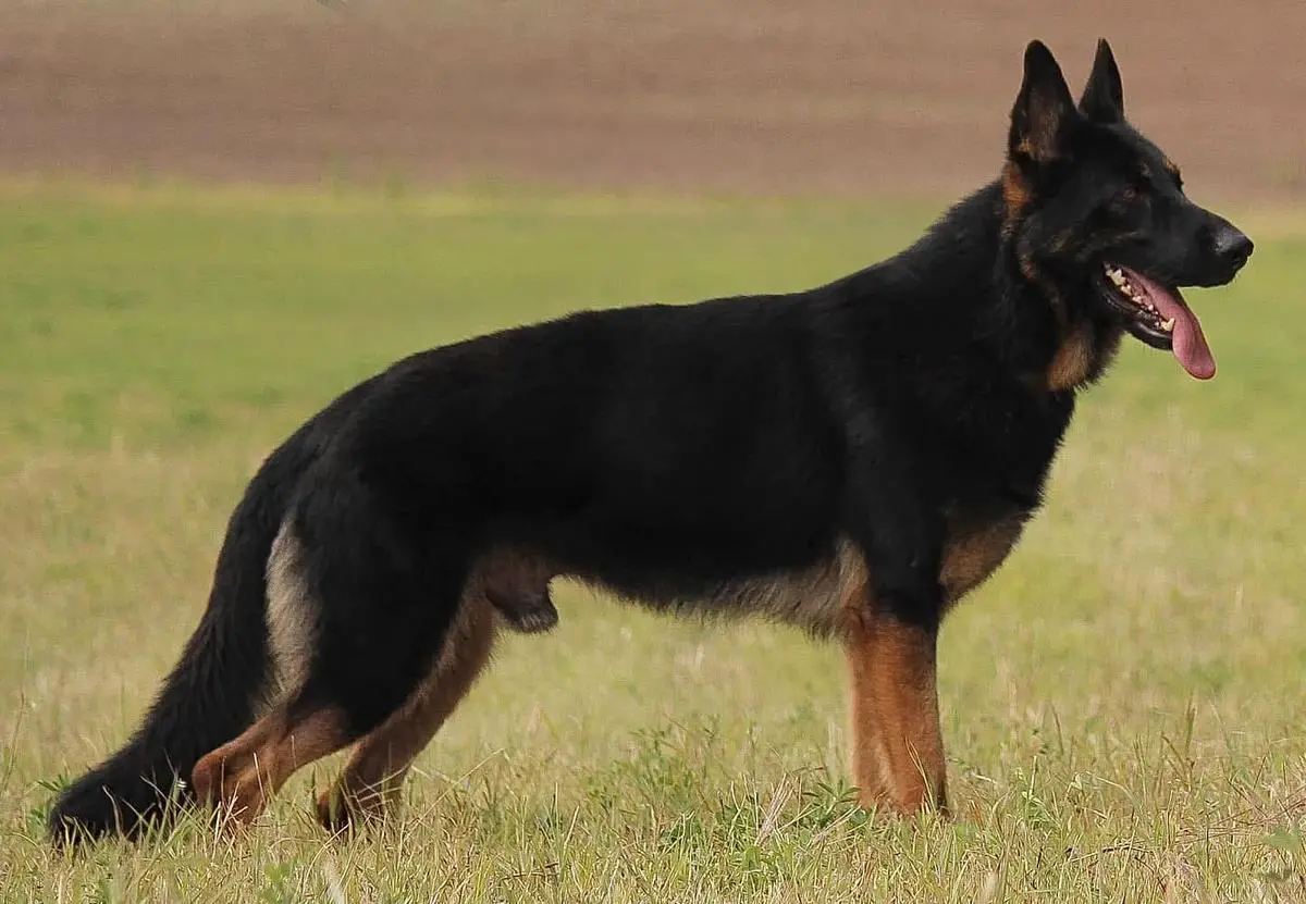 Geiger Sturm Von Der Weizenfelder