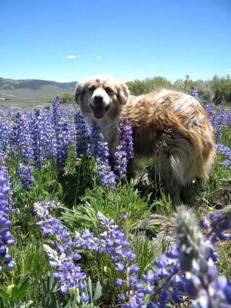 CH Color Country Rimfire Happy