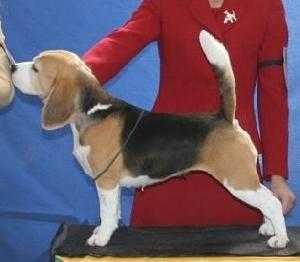 Beagelee Coco by Chanel