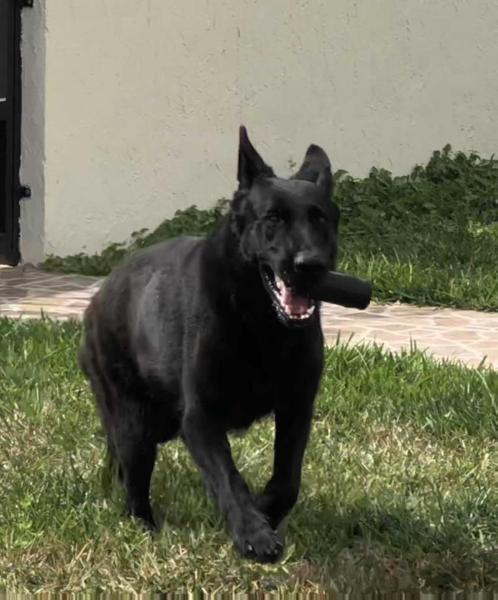 Shiny Star Loba vom Kustenwache